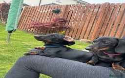 Dachshund dogs for sale: 2 dachshund puppies (price is for both) - Image 4