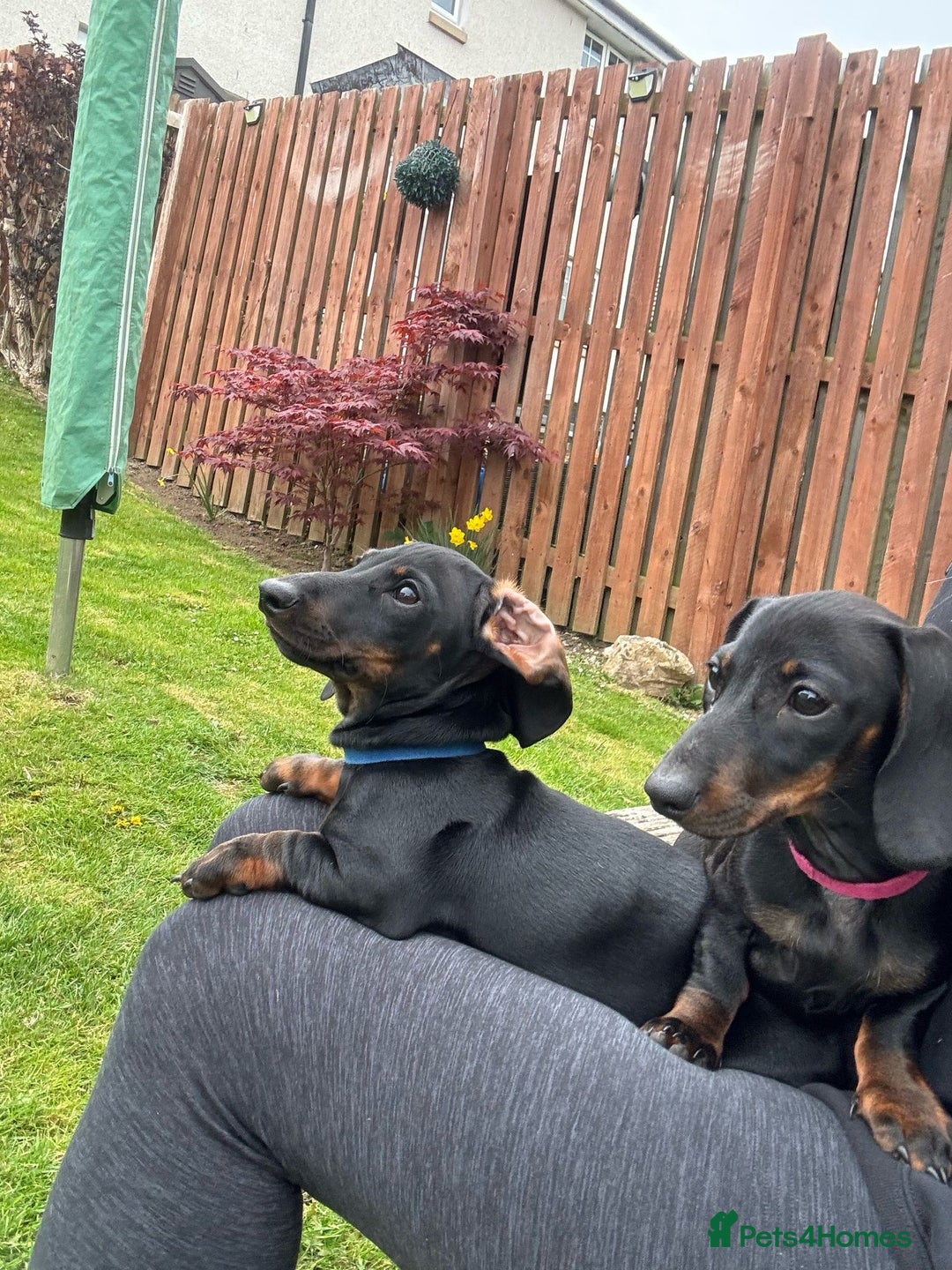 Dachshund dogs for sale: 2 dachshund puppies (price is for both) - Image 4