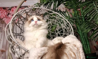 Ragdoll cats - Advert 4