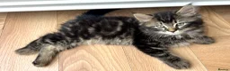 Mixed Breed cats for sale: Kittens - mixed British longhair cross - Advert 3