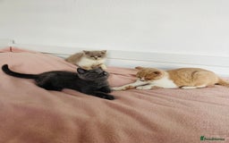 British Shorthair cats for sale: ChampionLine Kittens ready now  - Image 4