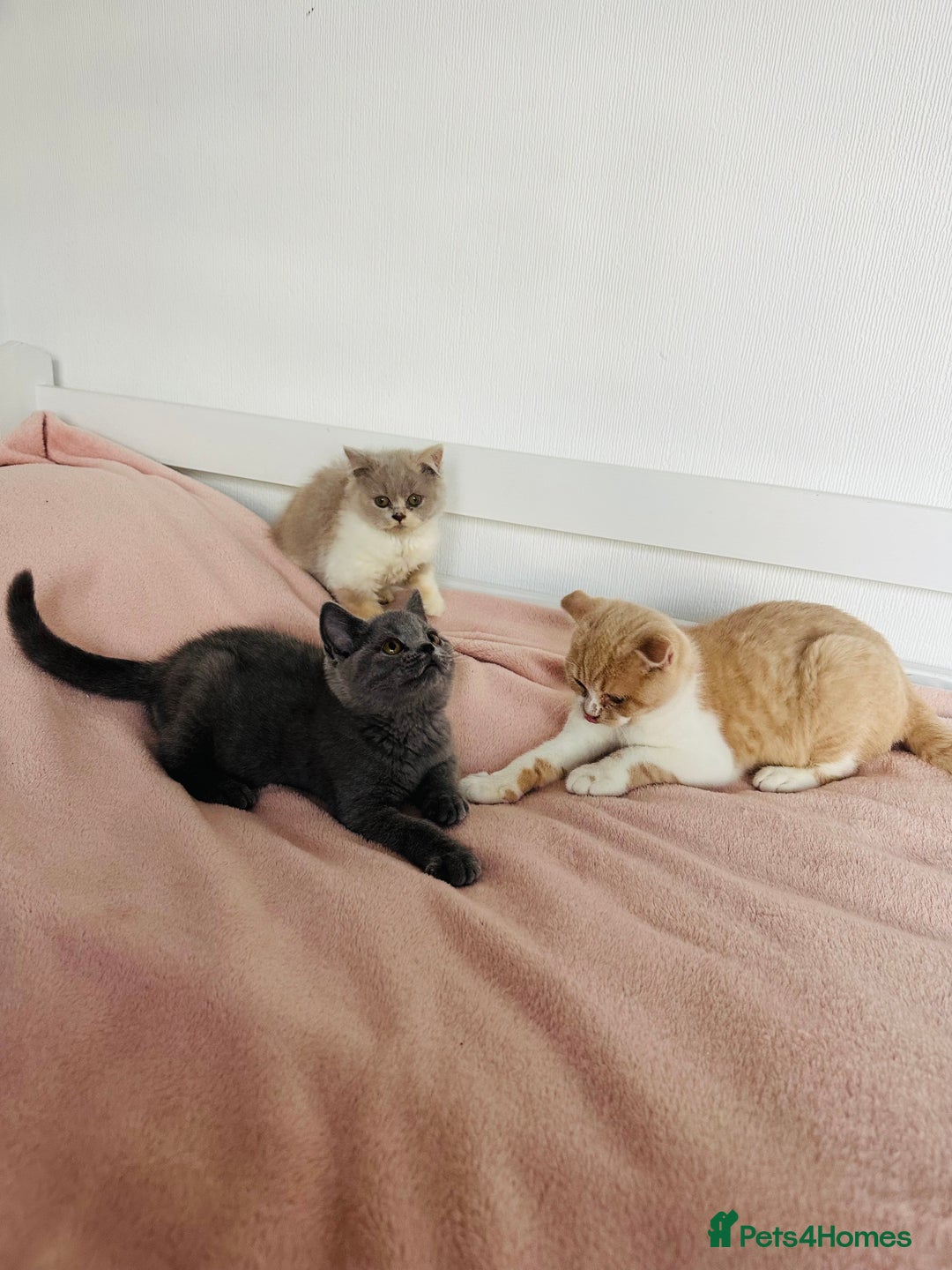 British Shorthair cats for sale: ChampionLine Kittens ready now  - Image 4