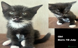 Domestic Shorthair cats for sale: Kittens - Image 9