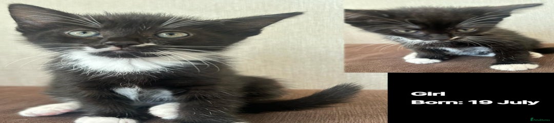 Domestic Shorthair Kitten 10