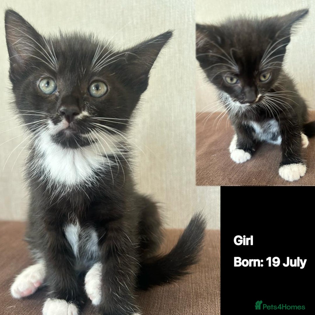 Domestic Shorthair cats for sale: Kittens - Image 9