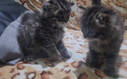 Mixed Breed cats for sale: Two Perdoll Female Kittens Looking for a Home - Image 21