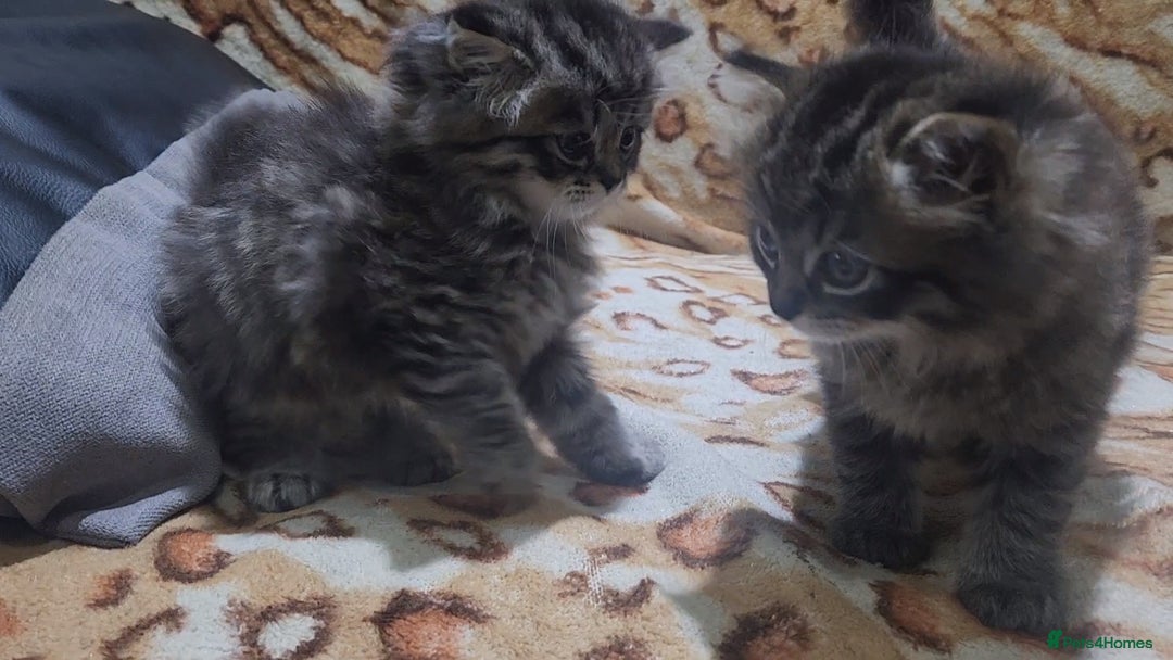 Mixed Breed cats for sale: Two Perdoll Female Kittens Looking for a Home - Image 21