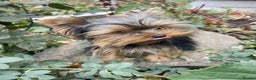 Yorkshire Terrier dogs for sale: Adorable Miniature Yorkshire terrier puppies  - Advert 5