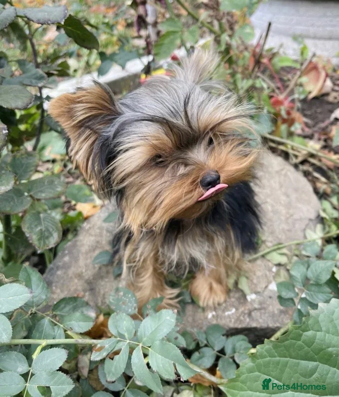 Yorkshire Terrier dogs for sale: Adorable Miniature Yorkshire terrier puppies  - Advert 5