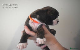 Boxer dogs for sale: 9 Beautiful Boxer Pups - Available from 22/12/2025 - Advert 13