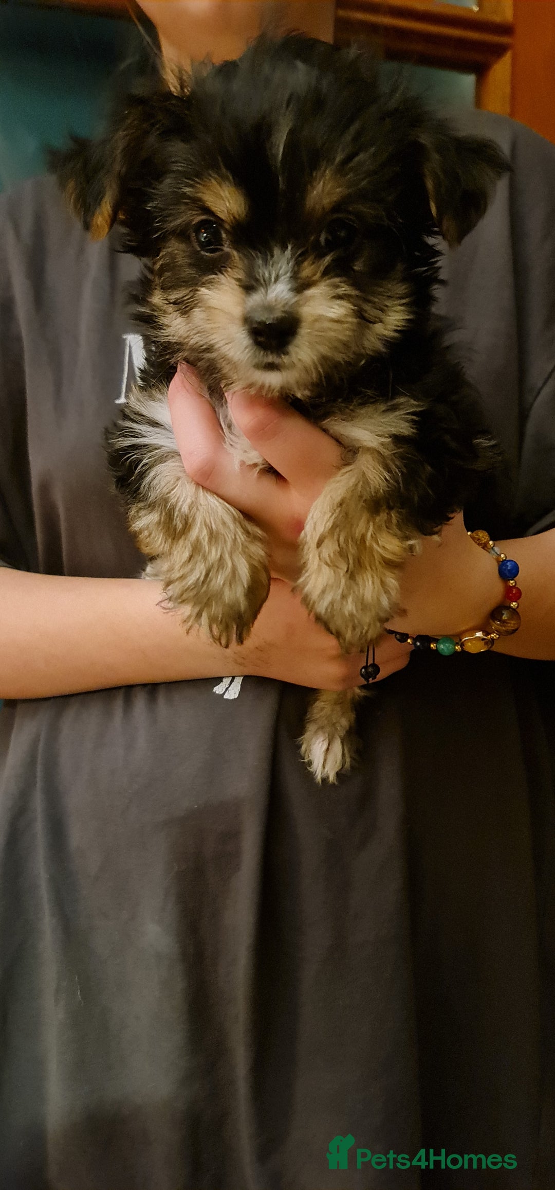 Chorkie dogs for sale: Ready now! Chihuahua x Yorkshire Terrier puppies  - Advert 3