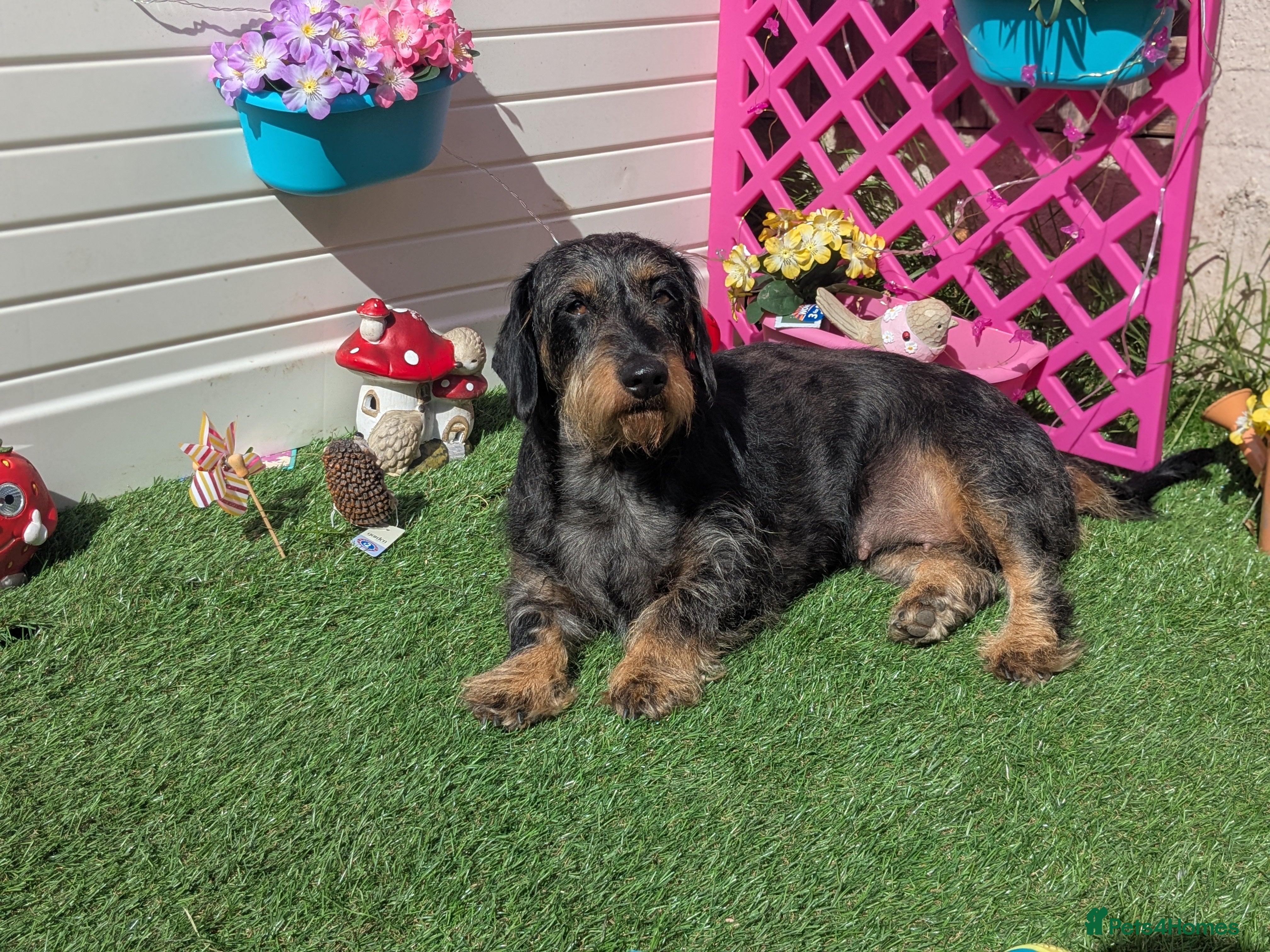 Mixed Breed dogs for sale: 3 year old sproodle X dachshund - Advert 5