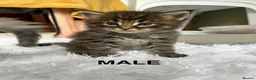 Maine Coon cats for sale: TICA Pedigree Champion Line Maine Coon babies  - Advert 6