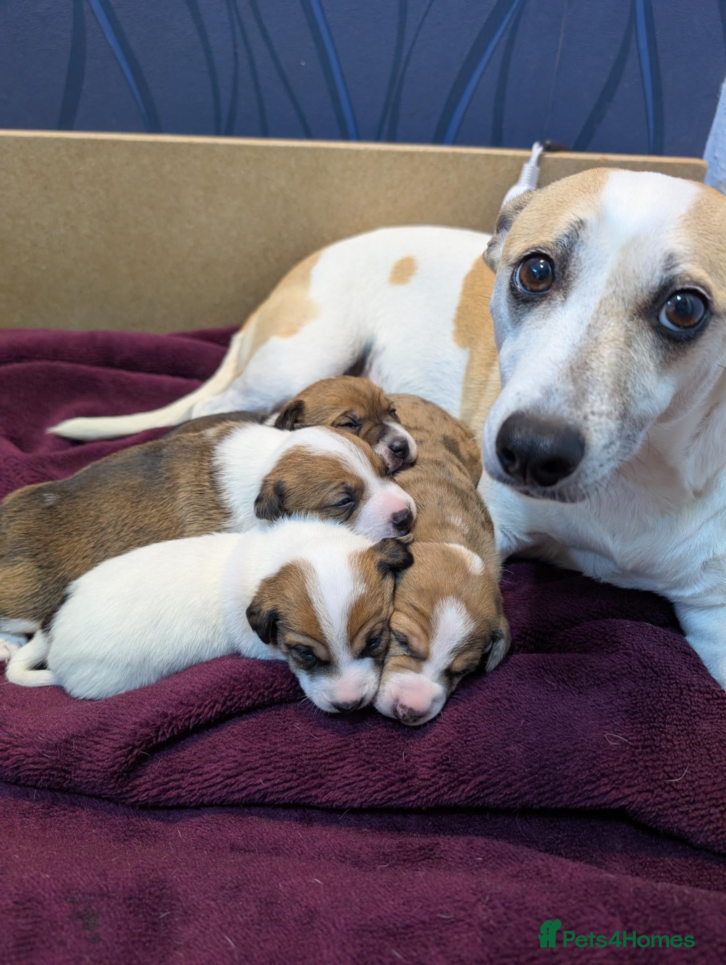 Mixed Breed dogs 3/4 Jack Russell puppies ❤️🐶 - Advert 2