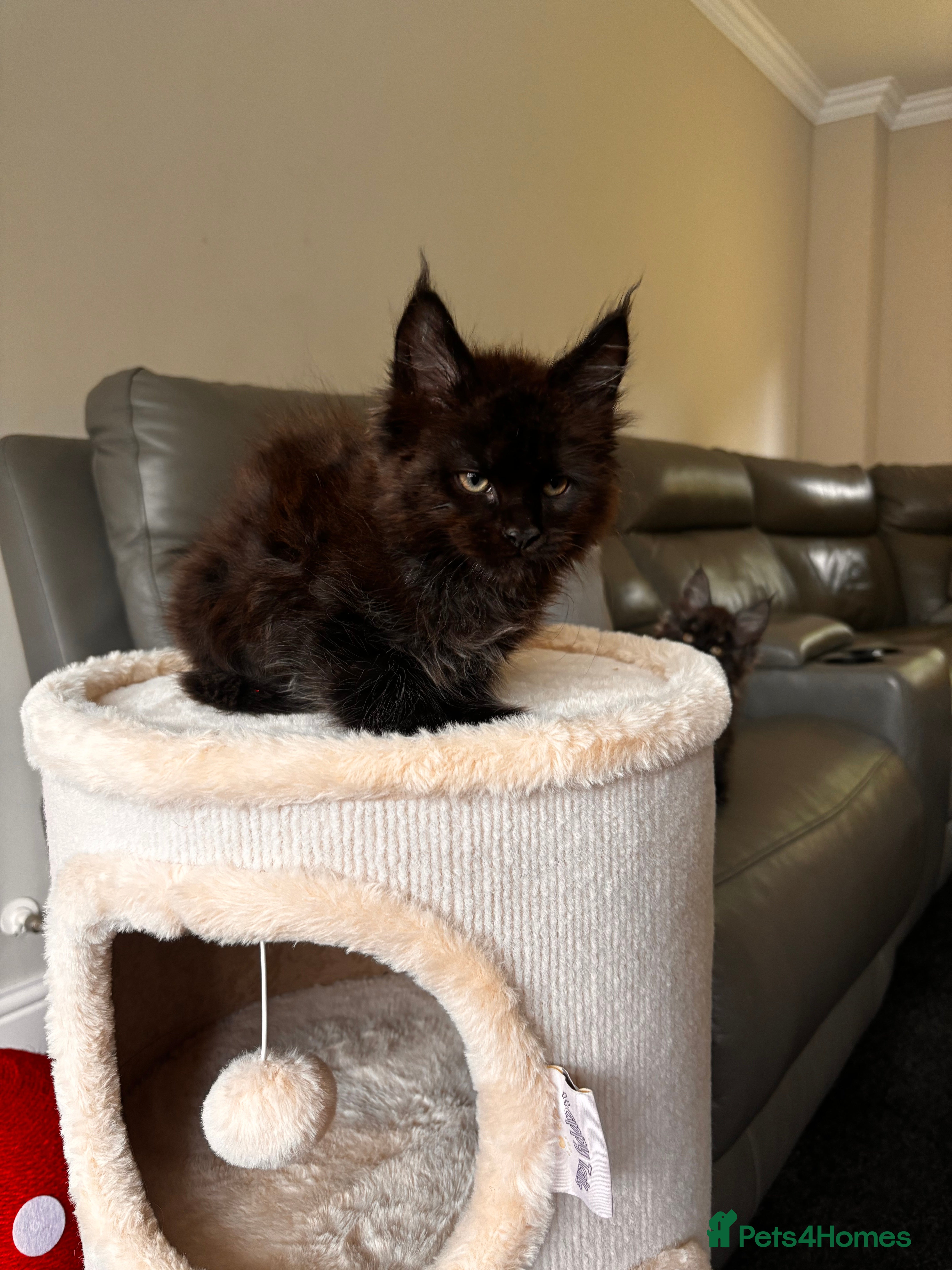 Maine Coon cats Nearly Ready TICA Registered Maine Coon Kittens - Advert 2