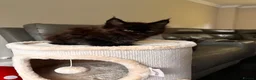 Maine Coon cats for sale: Ready Now TICA Registered Maine Coon Kittens - Advert 2