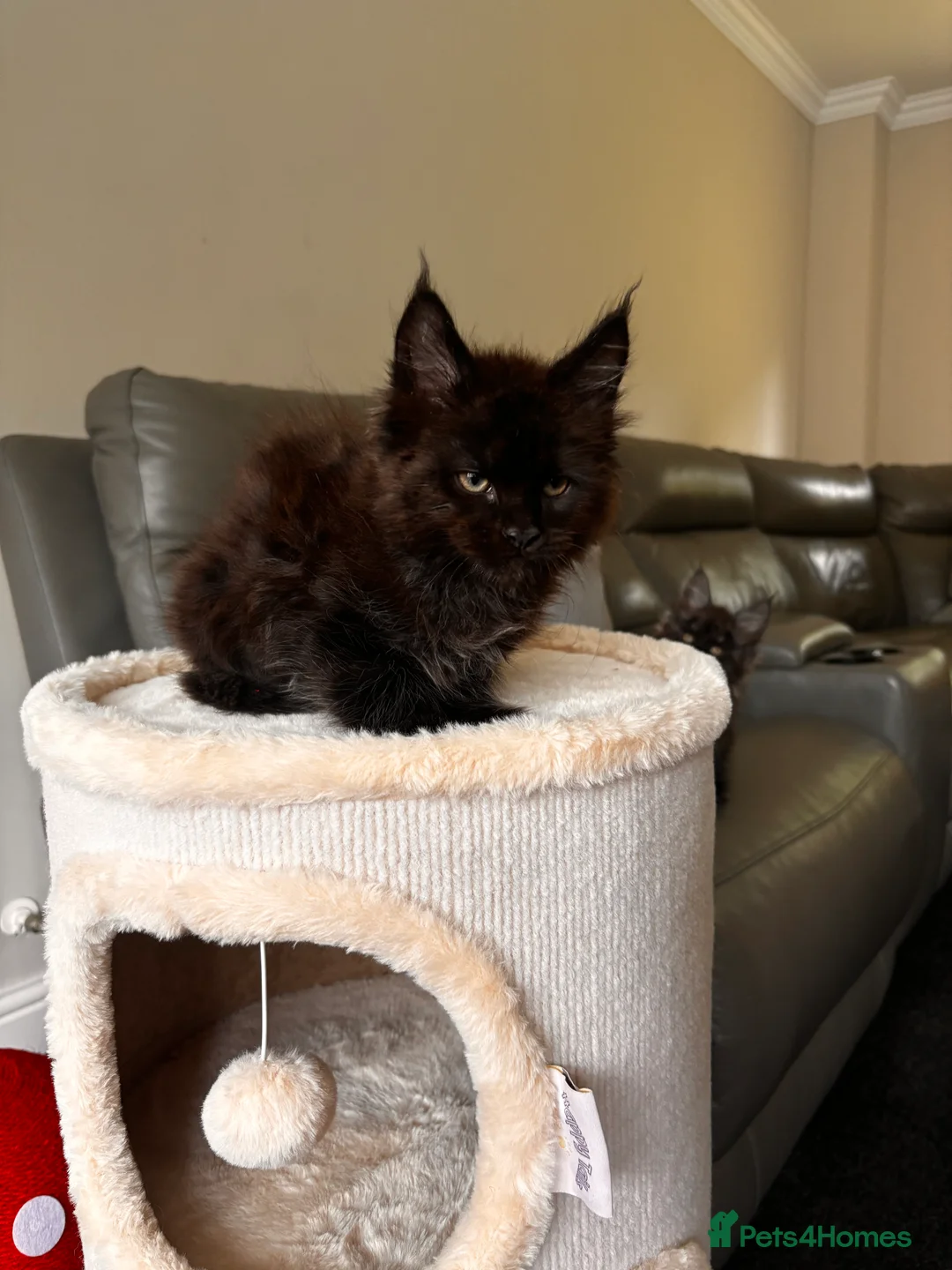 Maine Coon cats for sale: Ready Now TICA Registered Maine Coon Kittens - Advert 2