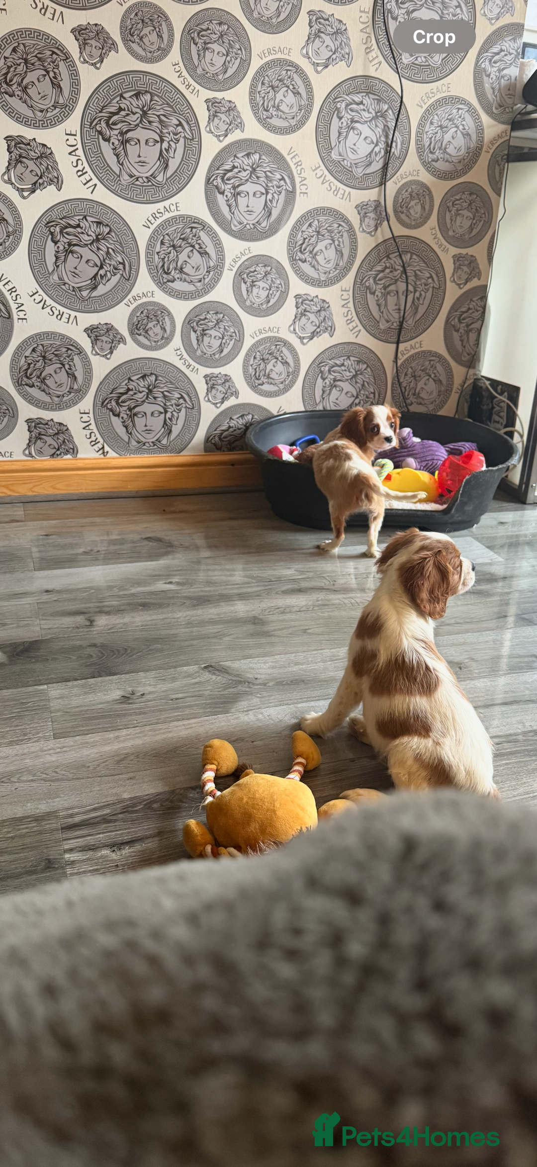 Cavalier King Charles Spaniel dogs for sale: Ready now Kennel club dna  clear cavalier puppies  - Image 27