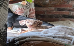 Miniature Dachshund dogs for sale: Isabella and Tan Dapple miniature dachshund in Stoke-on-Trent - Image 14