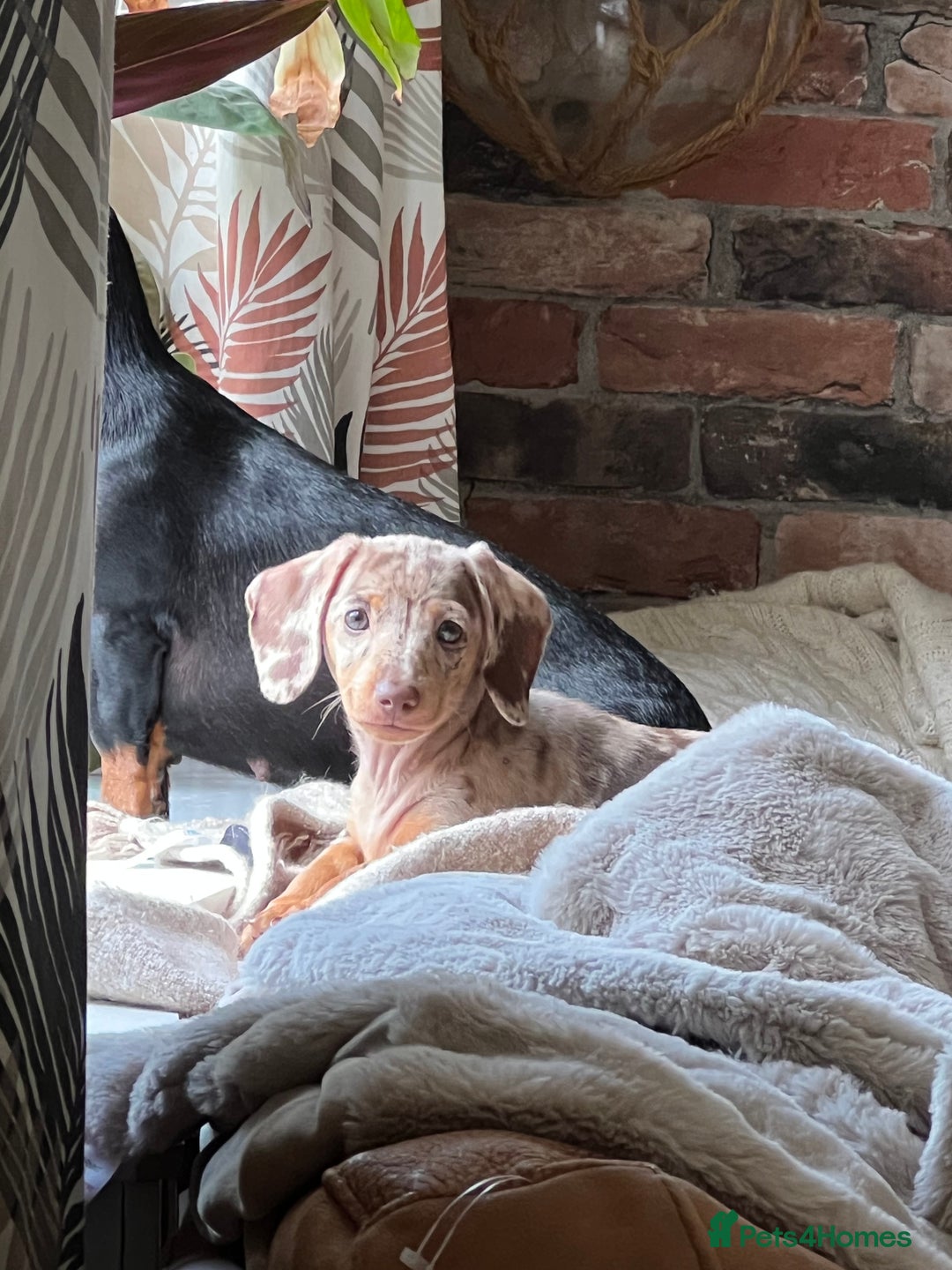 Miniature Dachshund dogs for sale: Isabella and Tan Dapple miniature dachshund in Stoke-on-Trent - Image 14