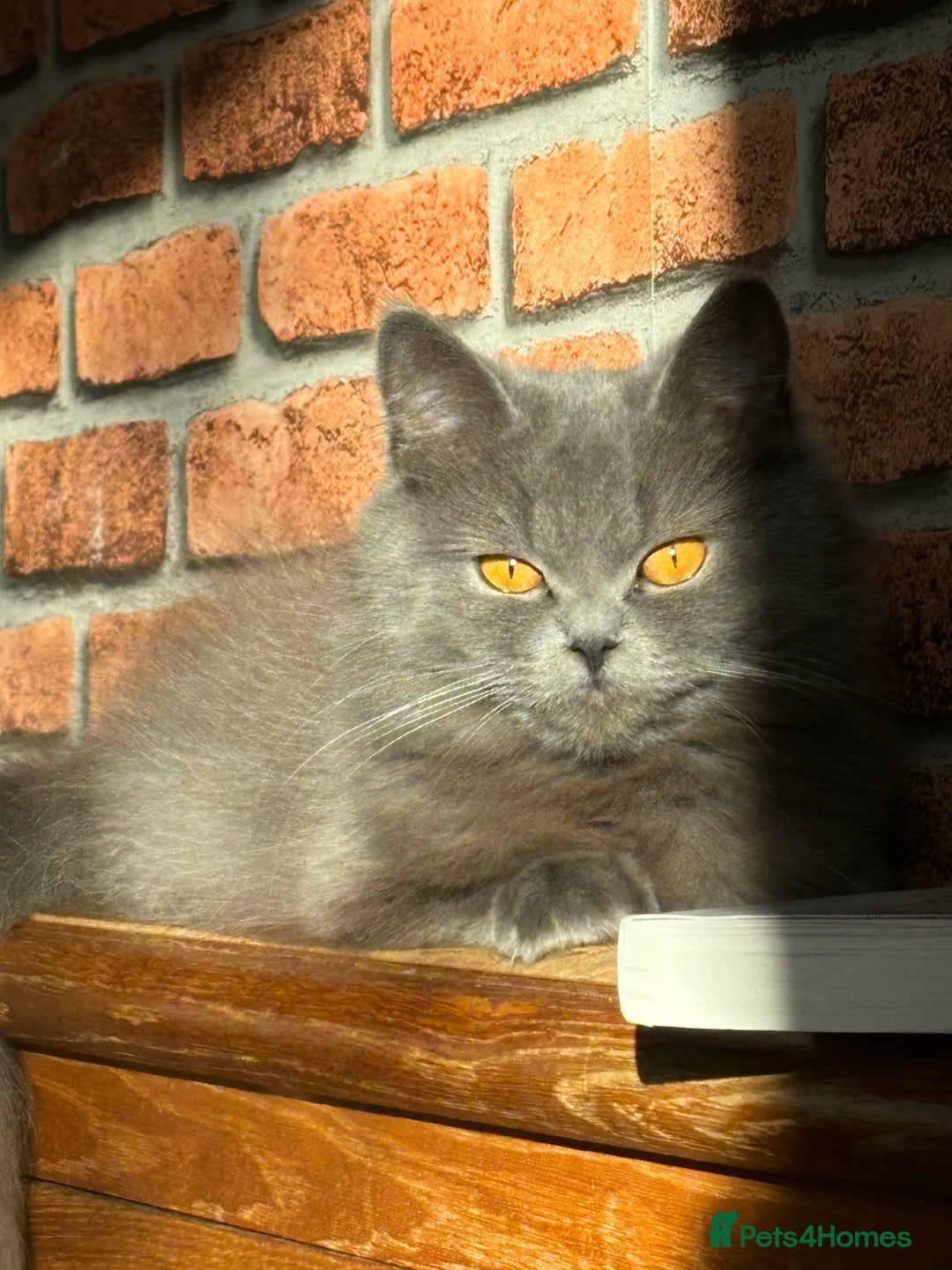 British Longhair cats for sale: Beautiful British Longhair Cat - Advert 1