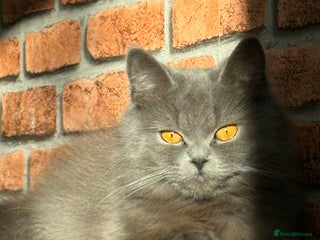 British Longhair cats Beautiful British Longhair Cat - Advert 3