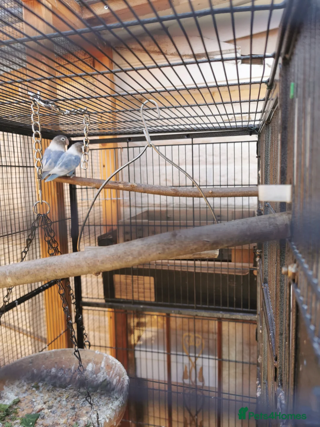 Lovebirds birds for sale: Love bird blue pair  - Advert 2