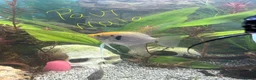 Angelfish fish for sale: 4 angelfish  in Derby - Advert 4