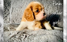 Cavalier King Charles Spaniel dogs for sale: Lovingly raised Blenheim Cavaliers  - Image 17