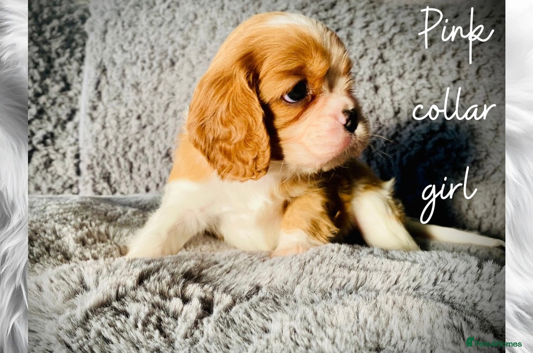 Cavalier King Charles Spaniel dogs for sale: Lovingly raised Blenheim Cavaliers  - Image 17