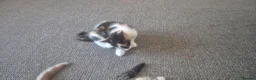 British Shorthair cats for sale: 4 kittens for sale  - Advert 8