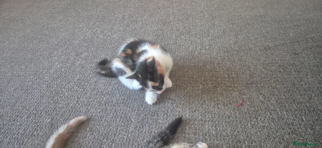 British Shorthair cats for sale: 4 kittens for sale  - Advert 8