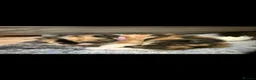 Persian cats for sale: Persian cross kittens - Advert 8