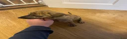 Mixed Breed dogs for sale: Saluki grayhound x kc whippet  - Advert 8