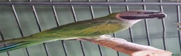 Parrots birds for sale: Female Lord Derbyan - Advert 2