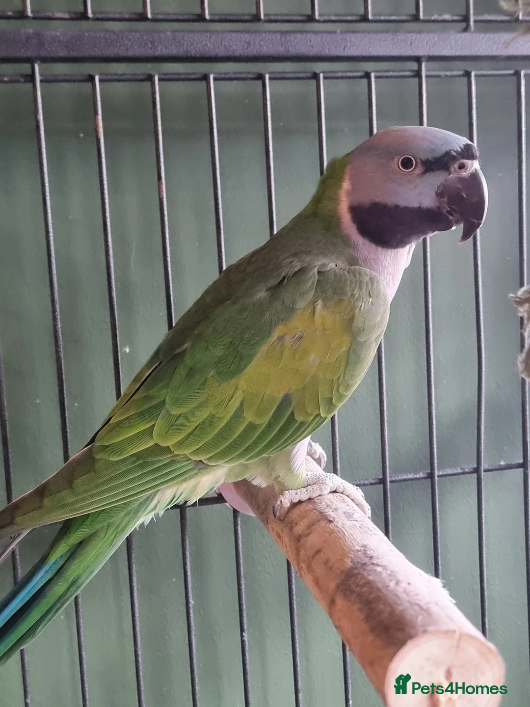 Parrots birds for sale: Female Lord Derbyan - Advert 2