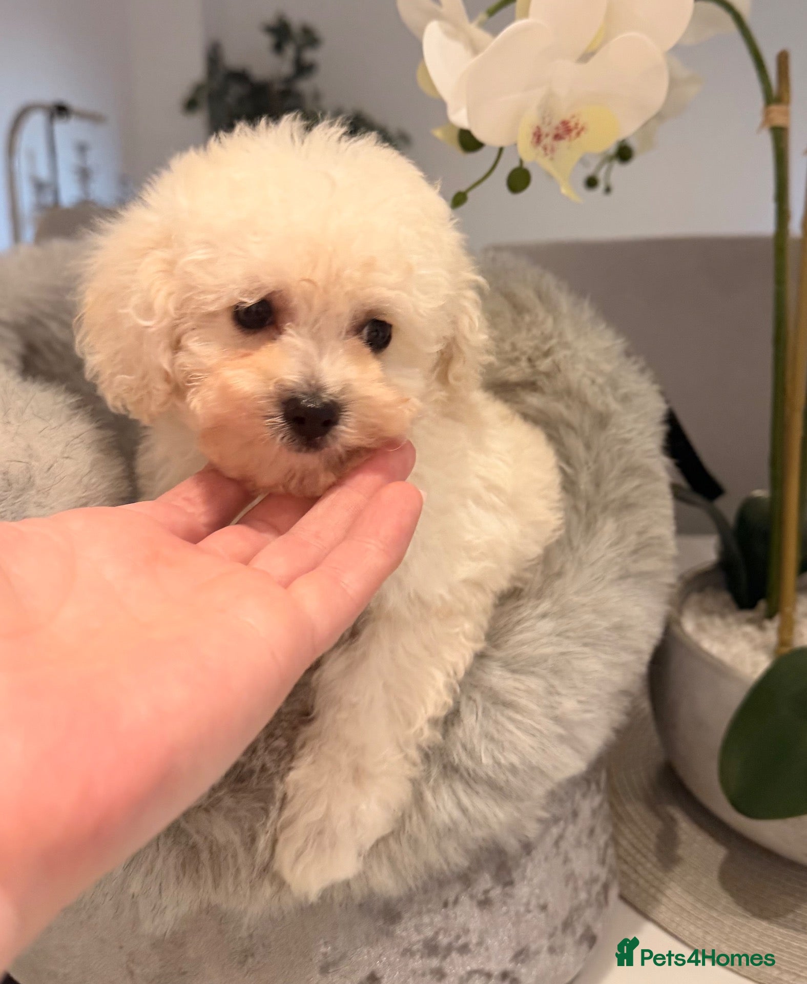 Toy Poodle dogs 💕 TINY TOY POODLE x ASIAN POODLE PUPPIES  💕 - Advert 2