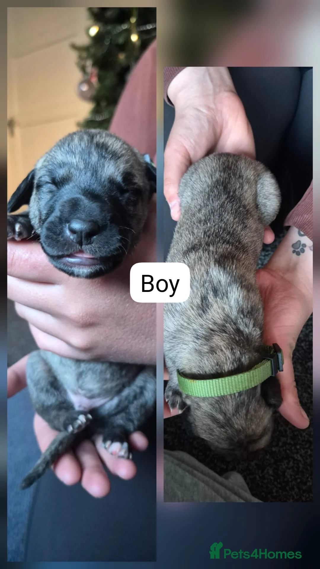 Lurcher dogs for sale: Stunning lurcher pups!!! in Belper - Advert 2