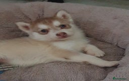 Siberian Husky dogs for sale: KC litter 5* rating by buyers REDUCED  - Image 7