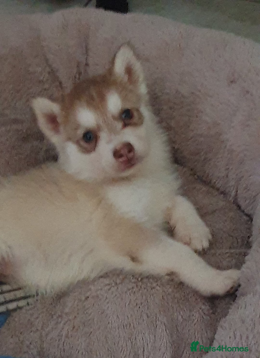 Siberian Husky dogs for sale: KC litter 5* rating by buyers REDUCED  - Image 7