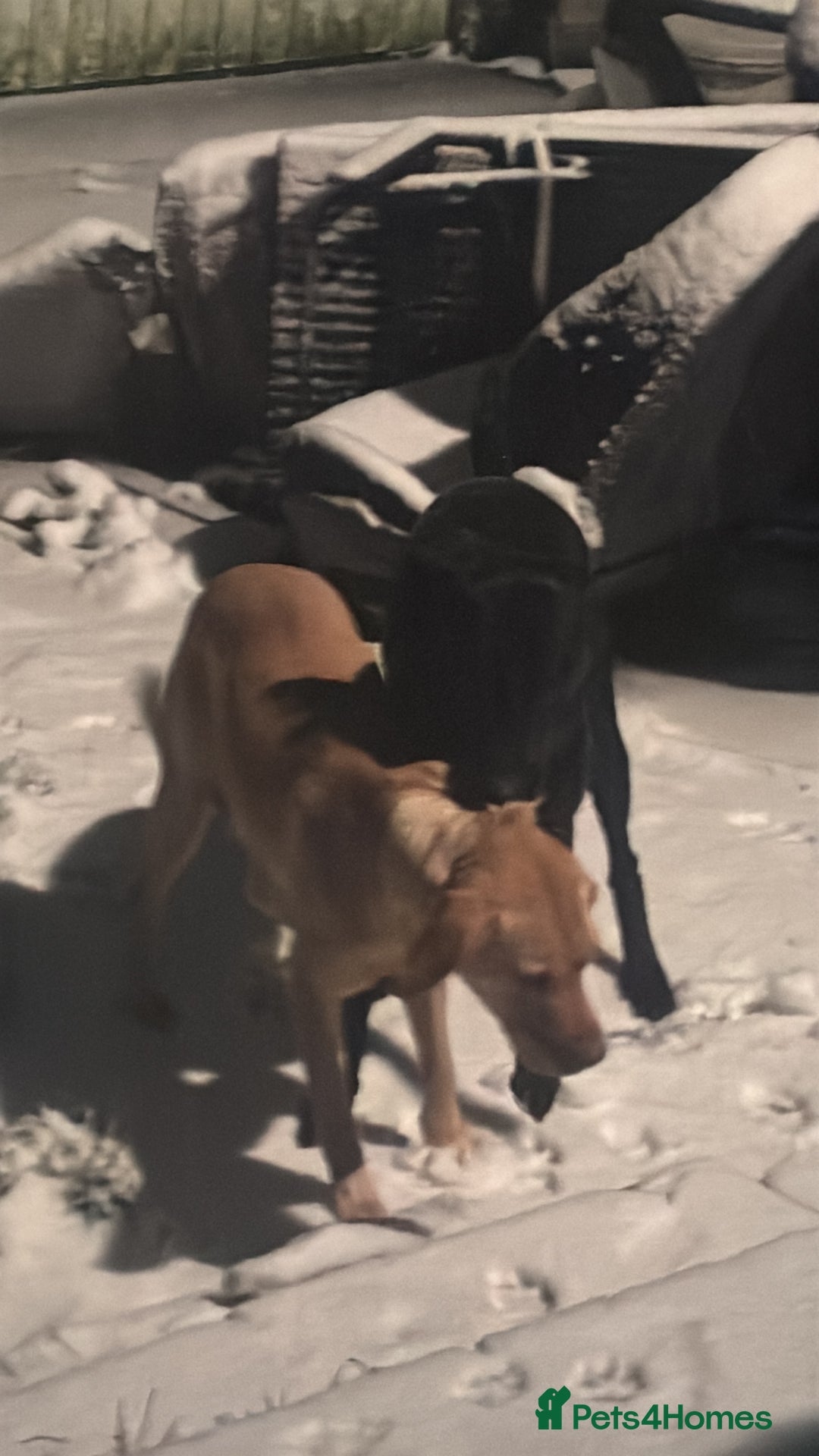 Labrador Retriever dogs for sale: Black Labrador pups for sale  - Advert 9