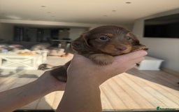 Miniature Dachshund dogs for sale: Pedigree Miniature Long hair Dachshund - Image 21