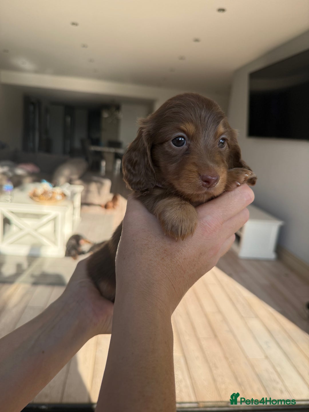 Miniature Dachshund dogs for sale: Pedigree Miniature Long hair Dachshund - Image 21