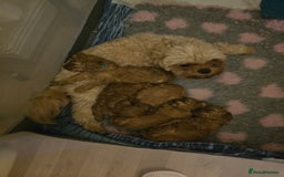 Cavapoo dogs for sale: For sale  - Image 2