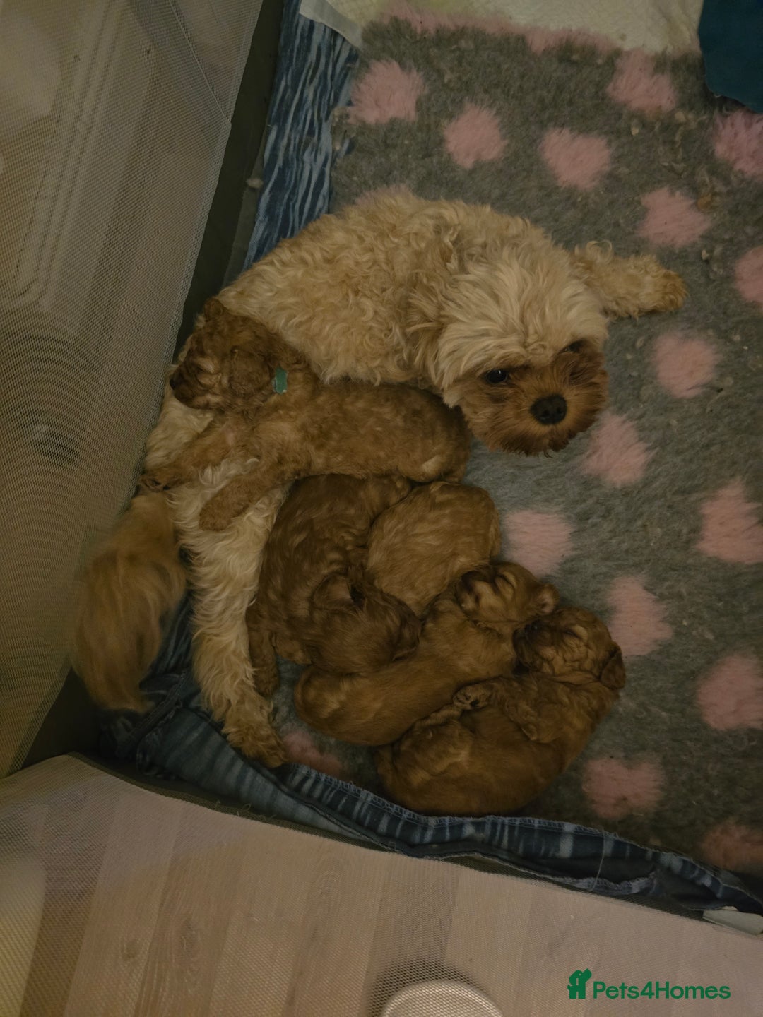 Cavapoo dogs for sale: For sale  - Image 2