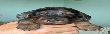 Cockapoo 3