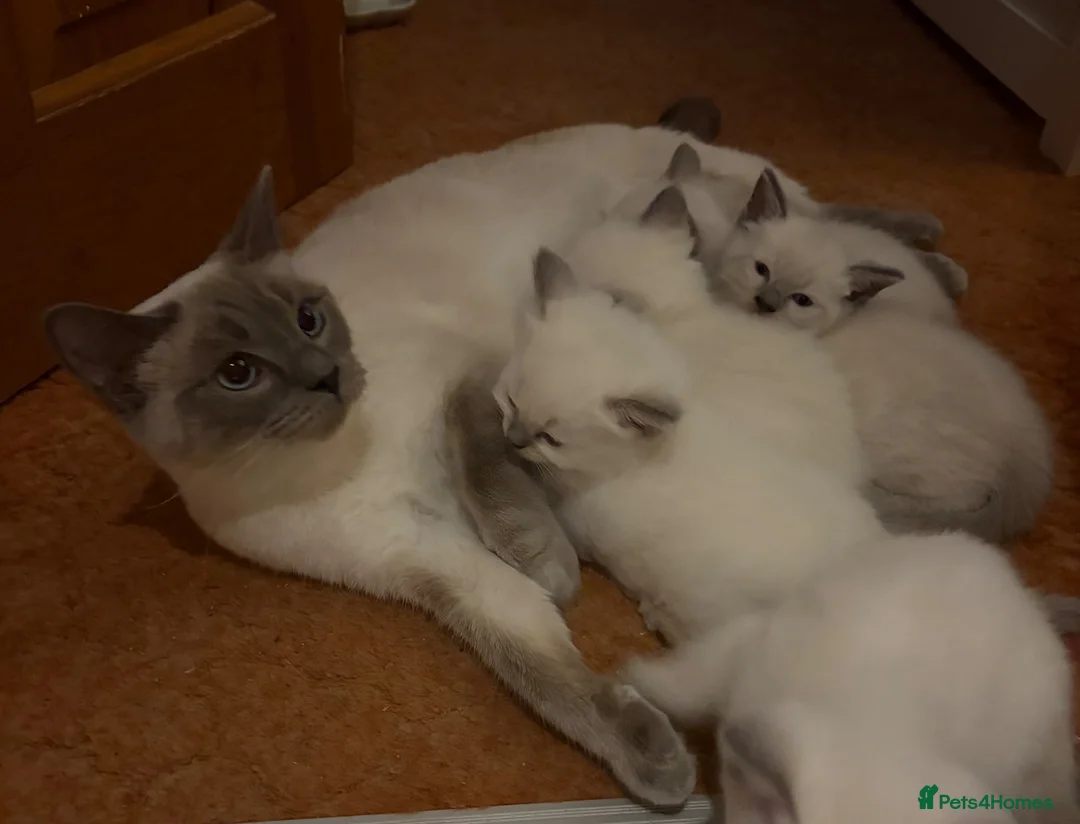 Ragdoll cats for sale: Beautiful pure ragdoll kittens  - Advert 1