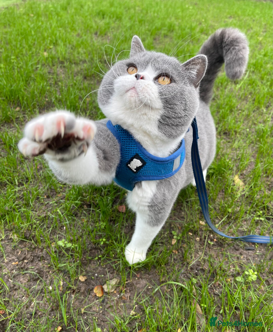 British Shorthair cats for stud: British Shorthair Blue Bicolour male stud duties in Enfield - Advert 10