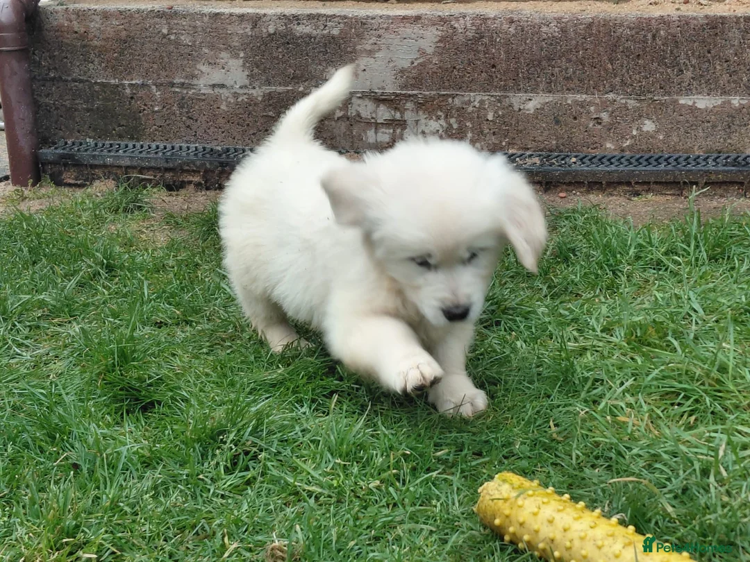 Golden Retriever dogs for sale: Golden Retriever Pups - Ready to go in Largs - Advert 5