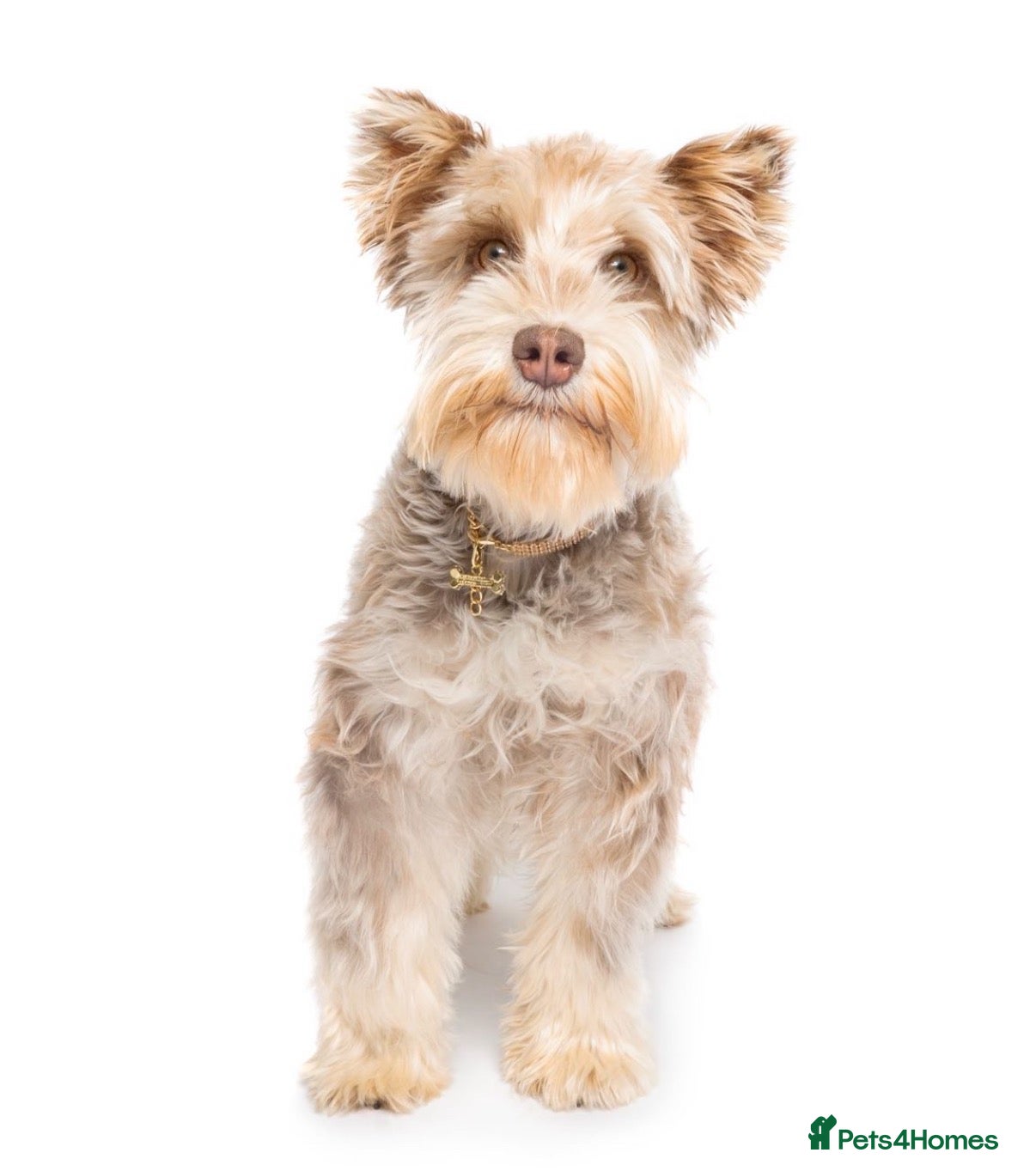 Miniature Schnauzer dogs Toy Asian Schnauzers & Mini Asian Schnauzers  - Advert 1